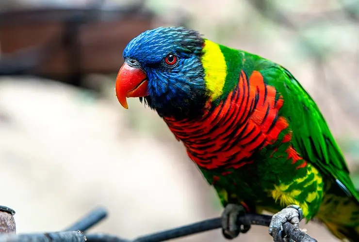 ave arcoiris con sus partes - Dónde vive el loro arcoíris