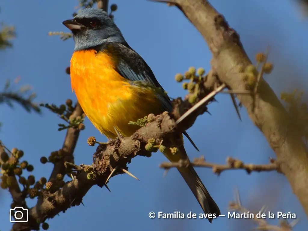 como atrapar pajaro naranjero macho - Dónde vive el naranjero