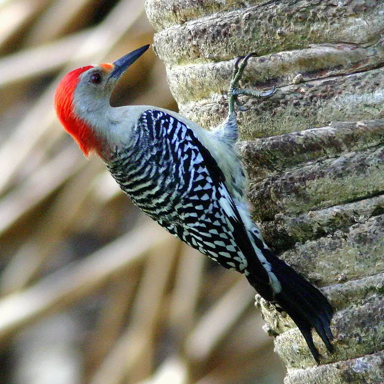 carpintero ave - Dónde vive el pájaro carpintero en Argentina