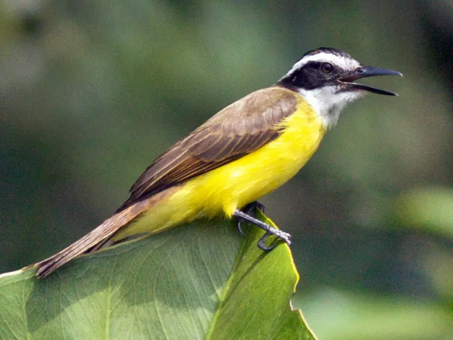 aves con pecho amarillo - Dónde vive el pájaro pecho amarillo