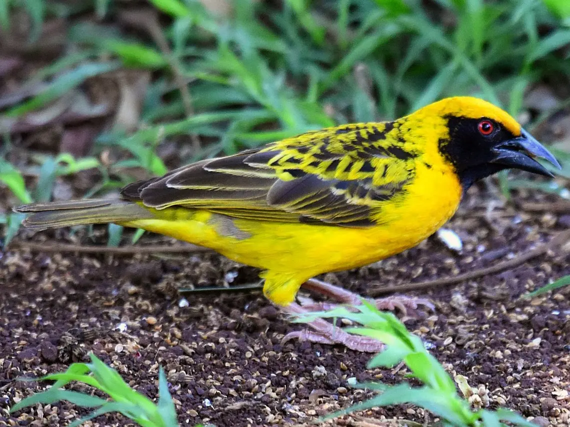 caracteristicas del pajaro tejedor - Dónde vive el pájaro tejedor