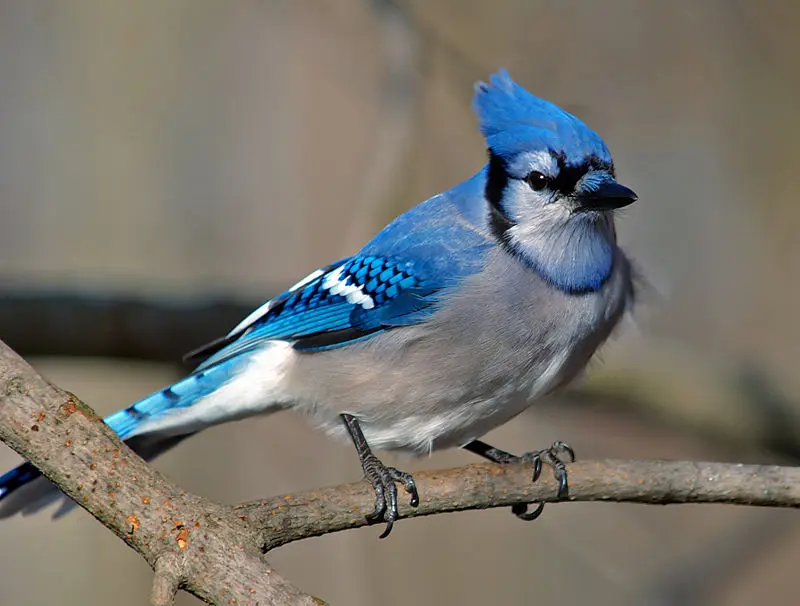 ave jerbero azul colombiano - Dónde vive el paujil pico azul