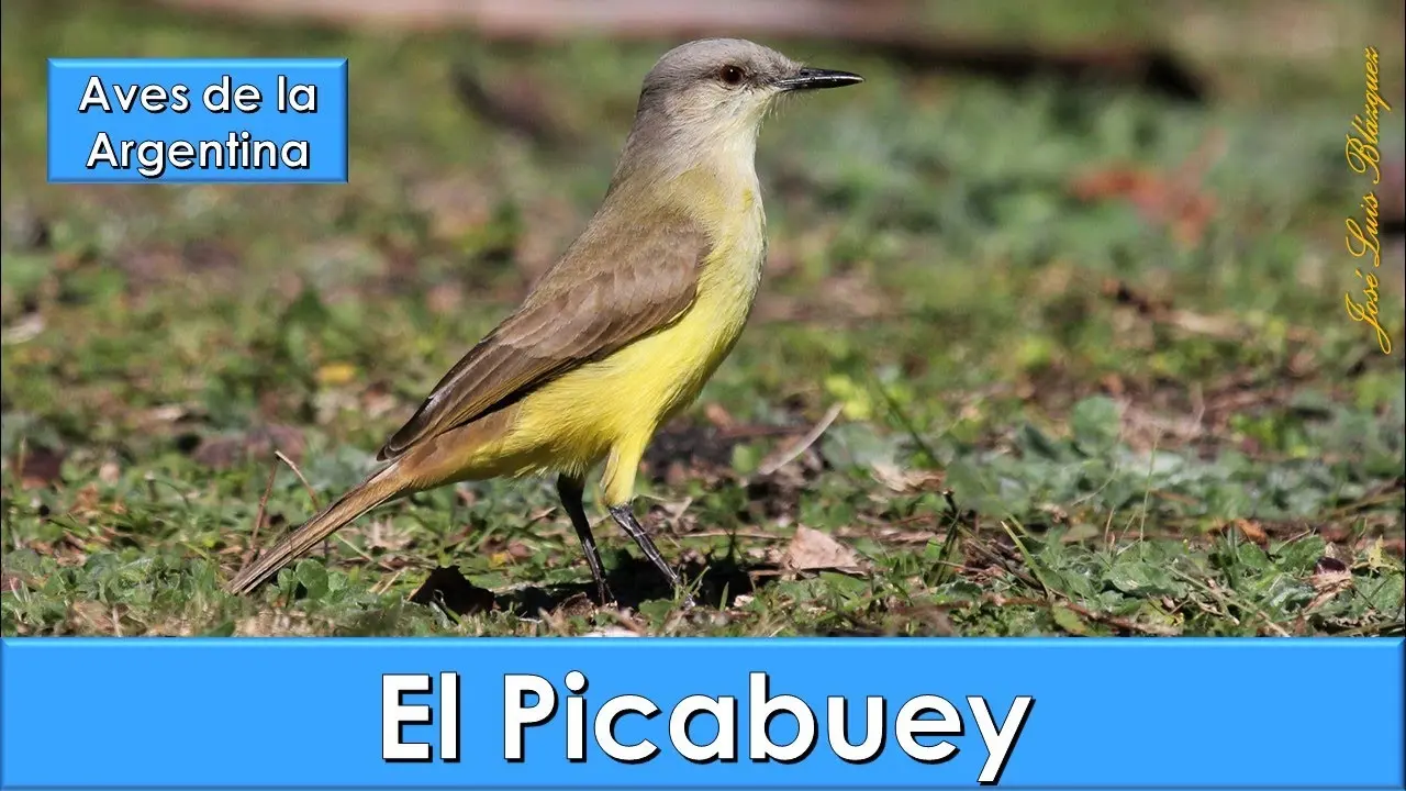 aves argentinas es carnívoros picabuey - Dónde vive el Picabuey