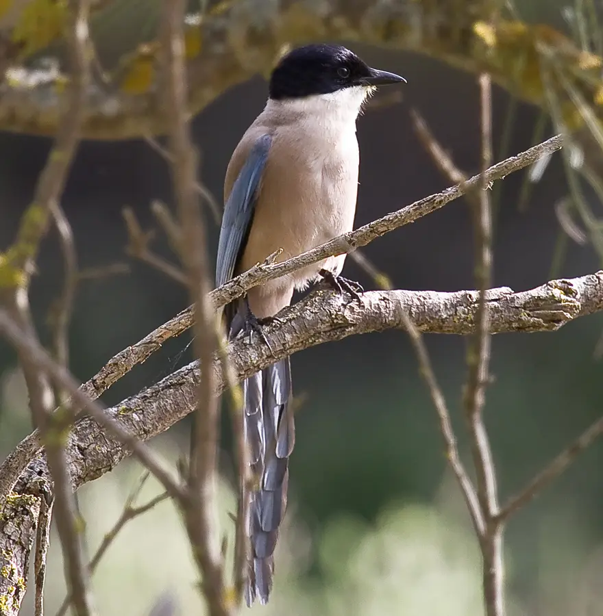 pajaro cabeza negra cola azul - Dónde vive el rabilargo