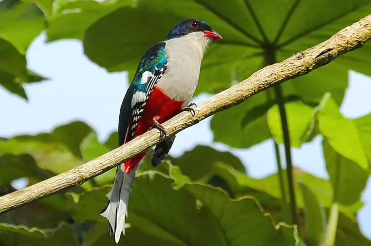 ave nacional de cuba - Dónde vive el Tocororo en Cuba