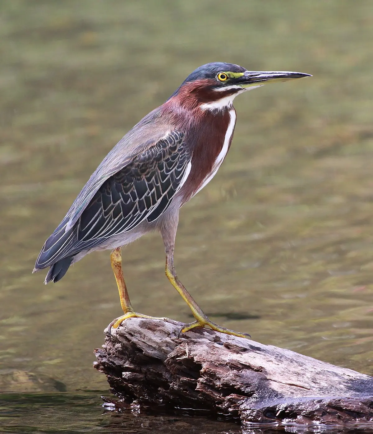 Ave Garcita: Conoce más sobre esta hermosa especie - Dónde vive la Garza verde ave garcita - Dónde vive la Garza verde