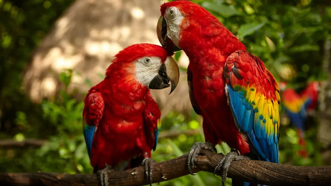 ave guacamaya - Dónde vive la guacamaya y de qué se alimenta