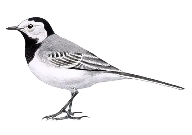Ave Lavandera Blanca: Conoce todo sobre esta hermosa especie - Dónde vive la lavandera blanca ave lavandera blanca - Dónde vive la lavandera blanca