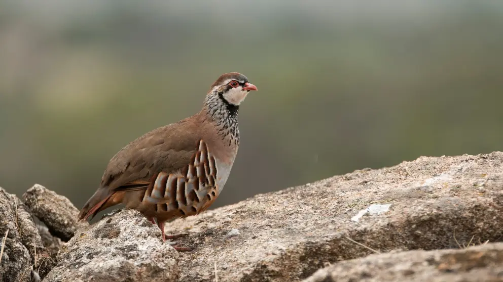 ave galliforme parecida a la perdiz - Dónde vive la perdiz pardilla