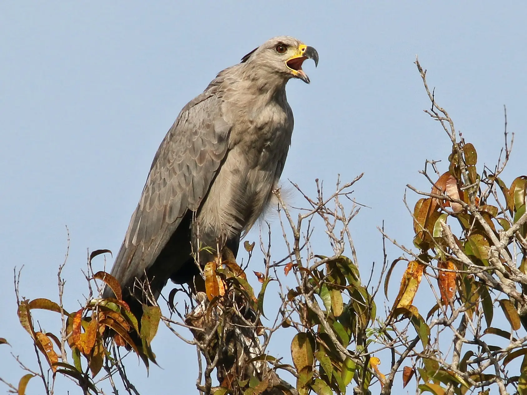 aguilas argentinas aves - Dónde viven las águilas en Argentina
