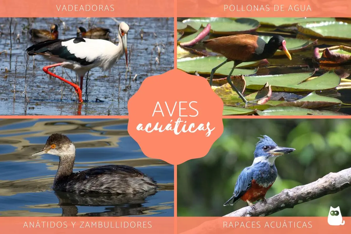 informacion sobre las aves acuaticas - Dónde viven las aves acuáticas