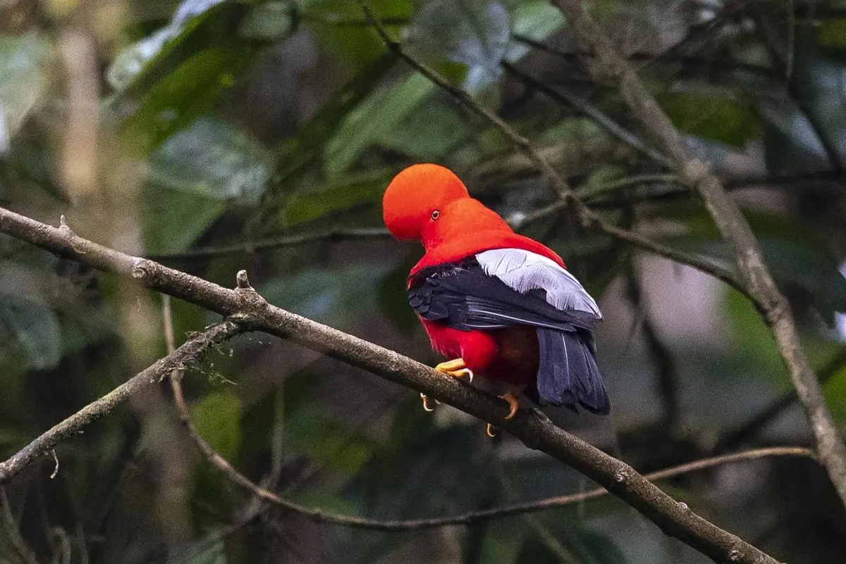 ave de choco cabeza roja - Dónde viven los loros de cabeza roja