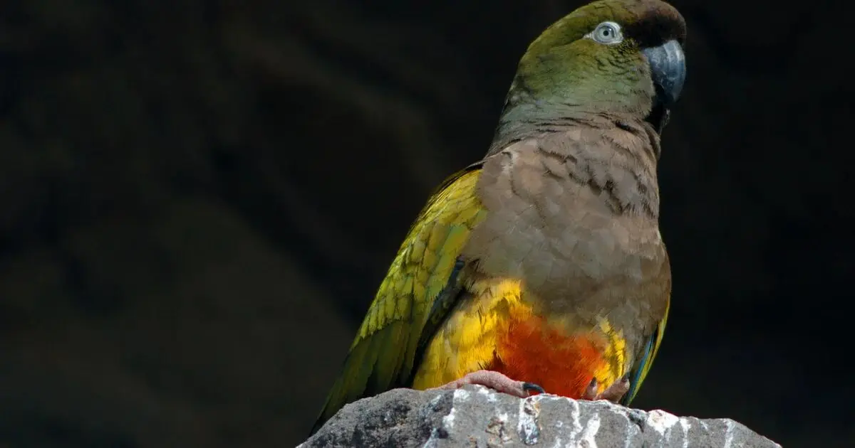 corrientes loro park dirección - Dónde viven los loros en Argentina