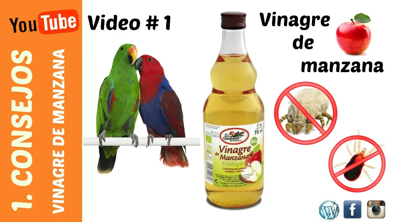 Cómo bañar a un loro con vinagre de manzana - El vinagre de sidra de manzana dañará a las aves como bañar a un loro con vinagre de manzana - El vinagre de sidra de manzana dañará a las aves