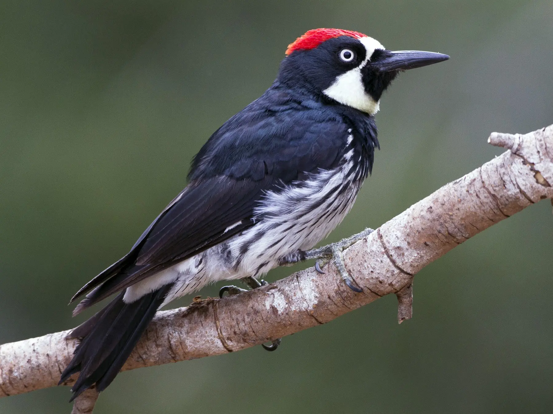 como se llama el pajaro carpintero de gaturro - Es real Woody el pájaro carpintero