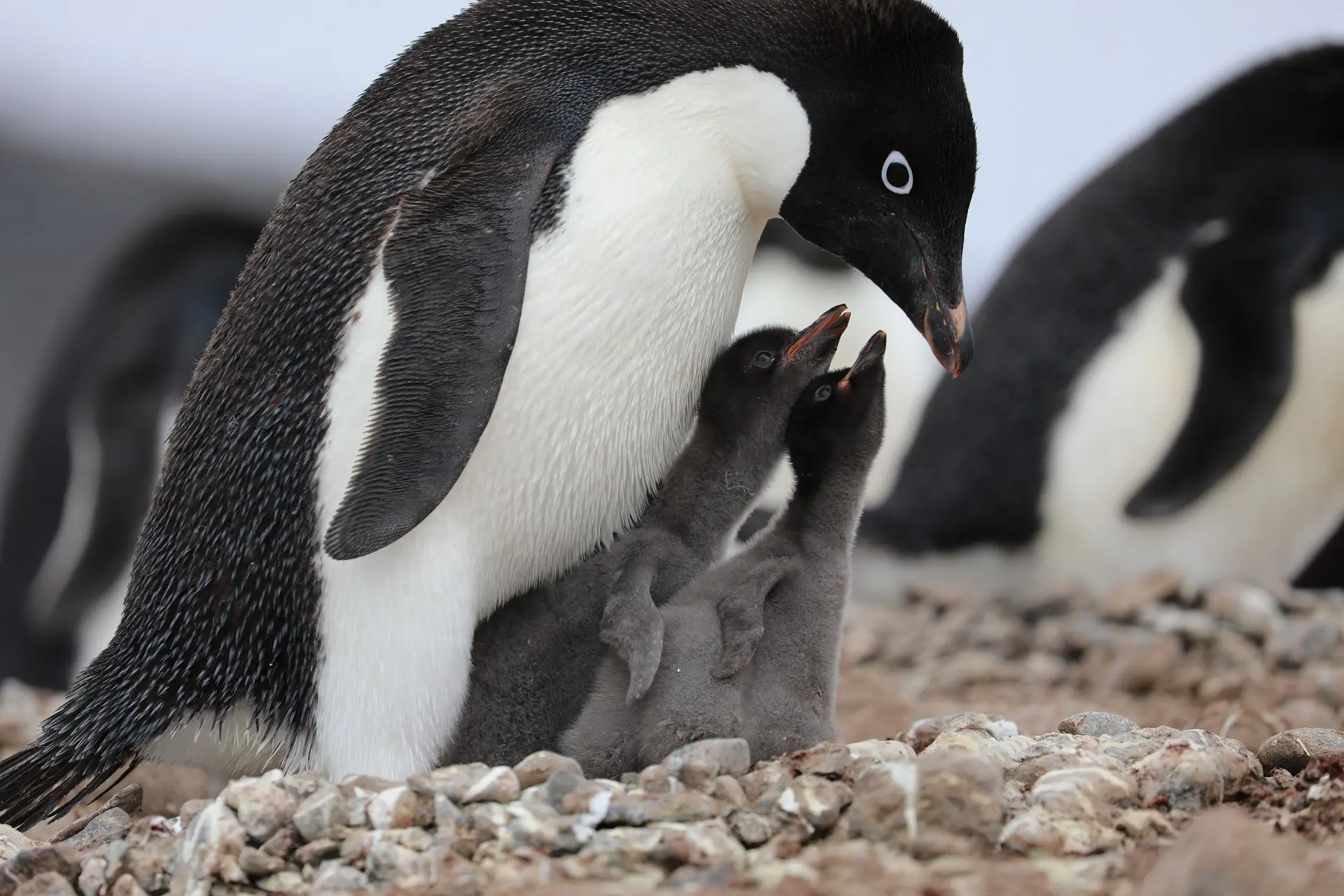 ave marina en peligro de extincion pinguino - Están los pingüinos en peligro de extinción en 2023