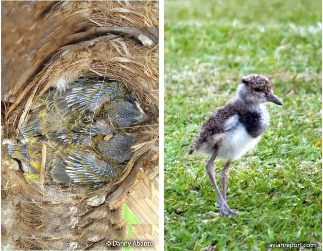Aves altriciales: Ejemplos y características - Las aves son precociales o altriciales aves altriciales ejemplos - Las aves son precociales o altriciales