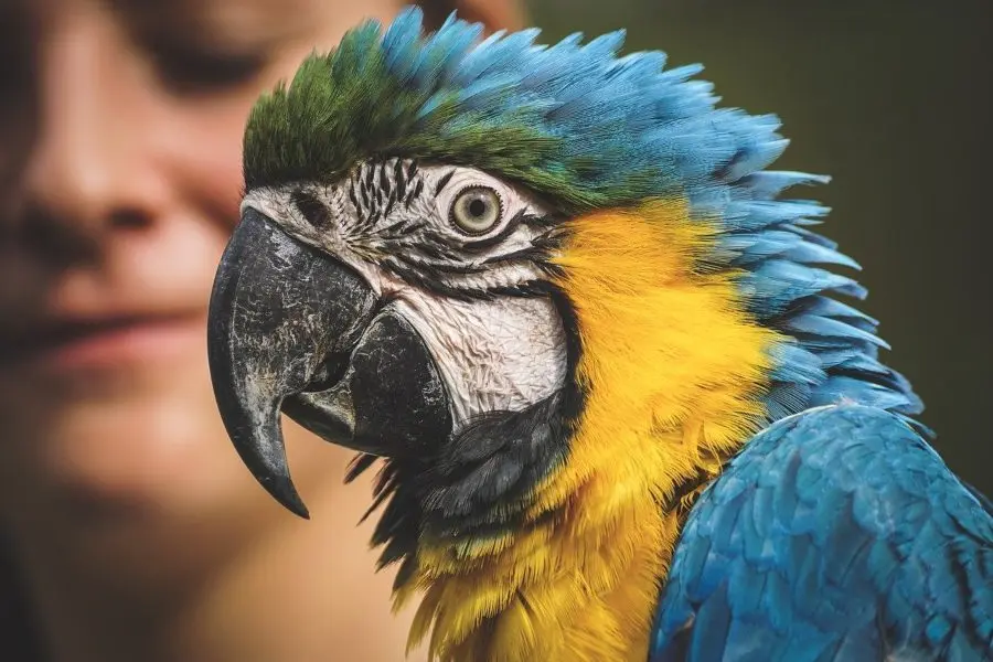 Aves que hablan: El maravilloso entorno de los loros y guacamayos - Por qué algunos pájaros pueden hablar aves que hablan - Por qué algunos pájaros pueden hablar