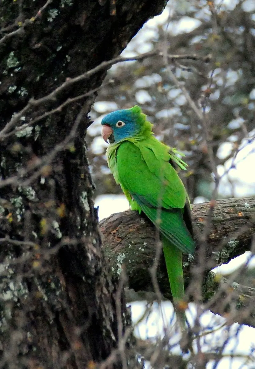 Loro de los Palos: Conociendo a esta Especie en Peligro de Extinción - Por qué el Loro Tricahue está en peligro loro de los palos - Por qué el Loro Tricahue está en peligro