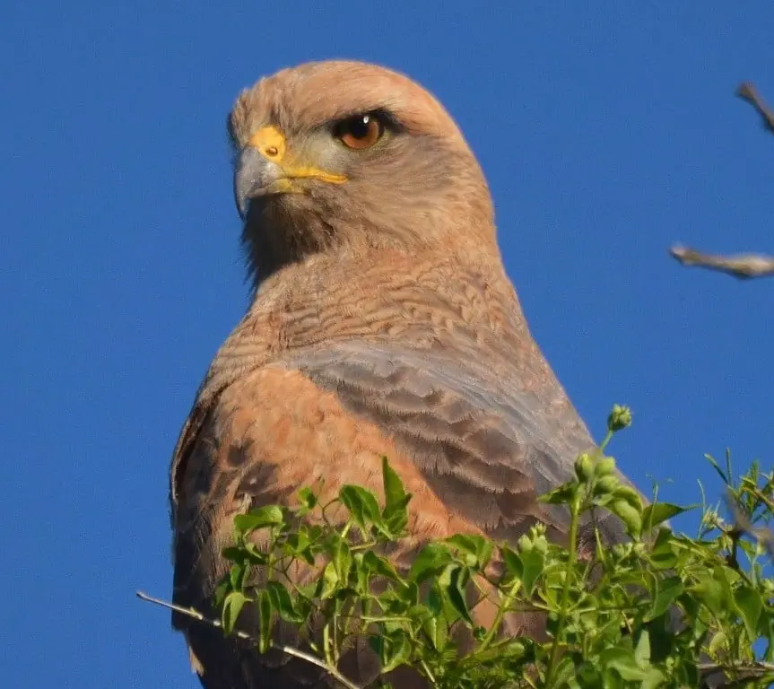 Larguirucho ave: Al majestuoso aguilucho - Por qué gritan los aguiluchos larguirucho ave - Por qué gritan los aguiluchos