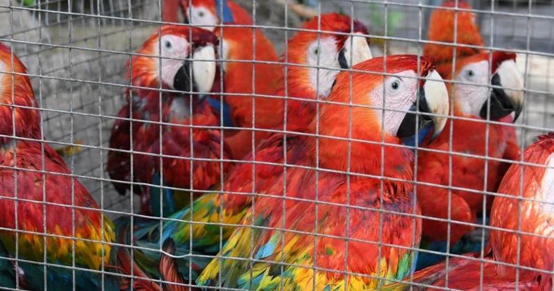 trafico de aves en mexico - Por qué hay pocos animales silvestres en la CDMX