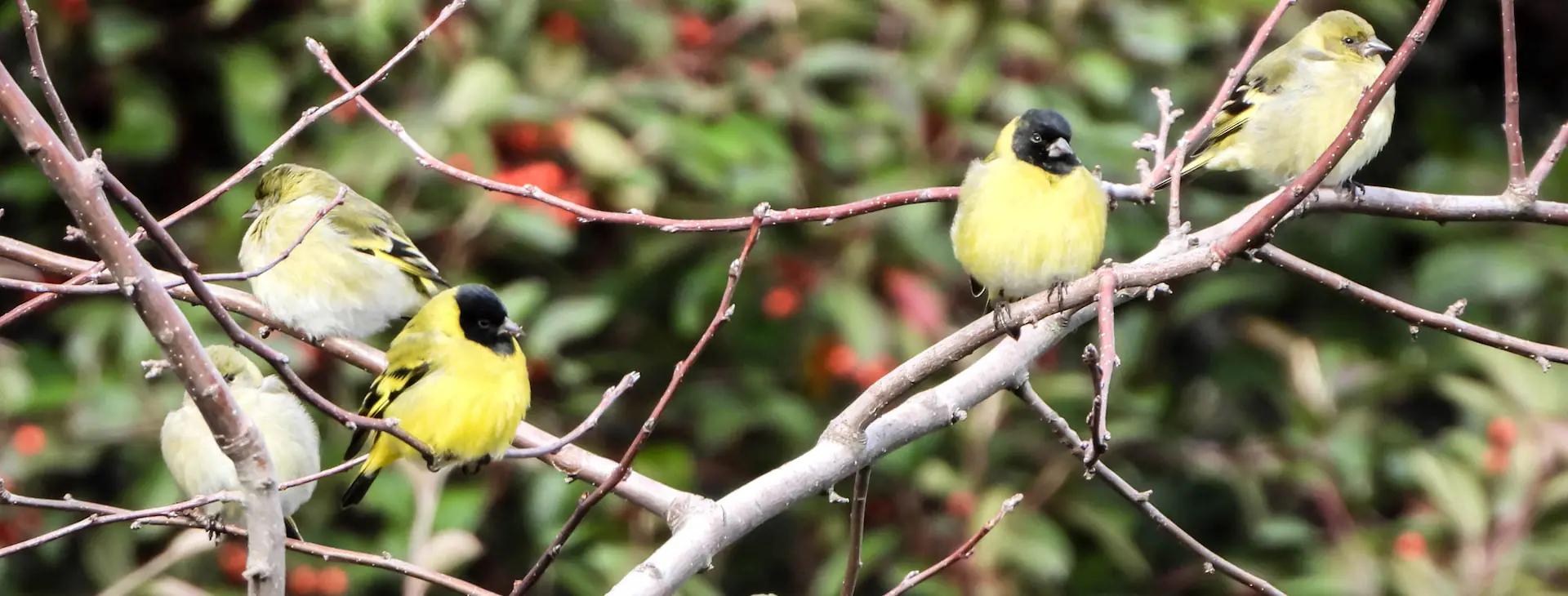 aves de cautiverio - Por qué las aves no deben estar enjauladas