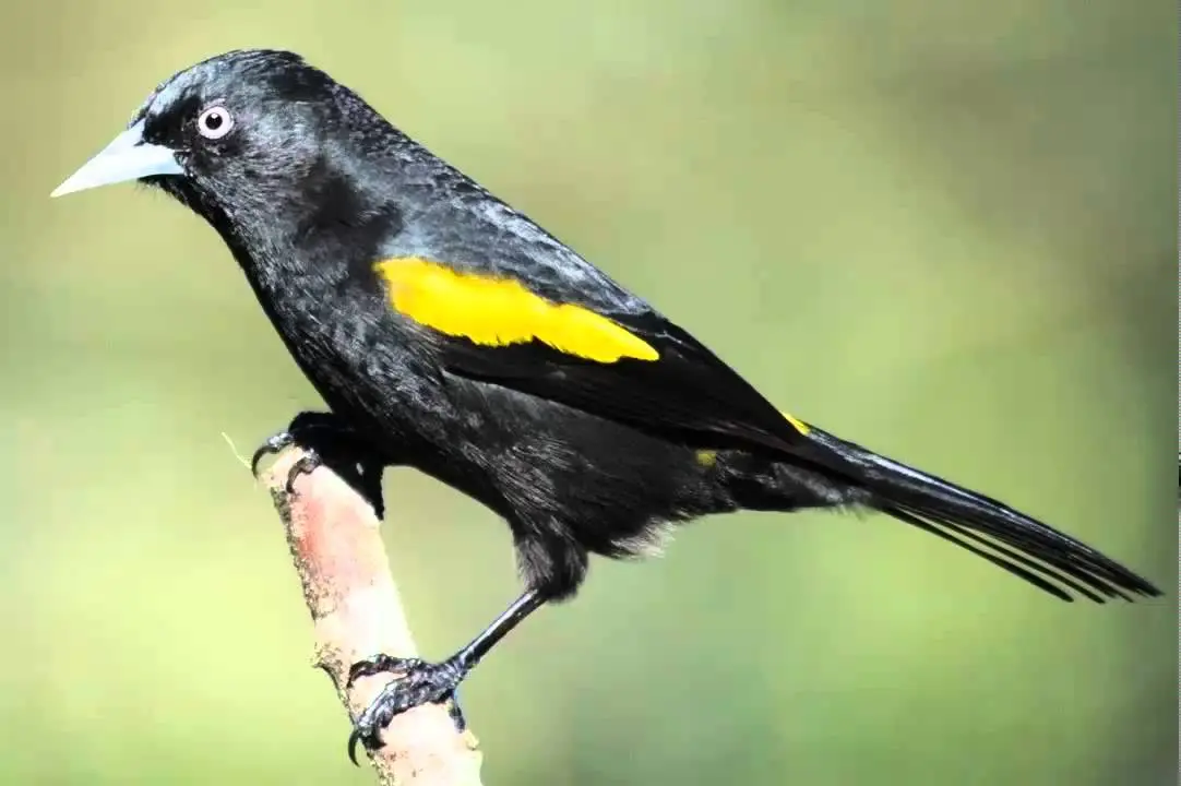 alita amarilla ave - Por qué las aves tienen alas