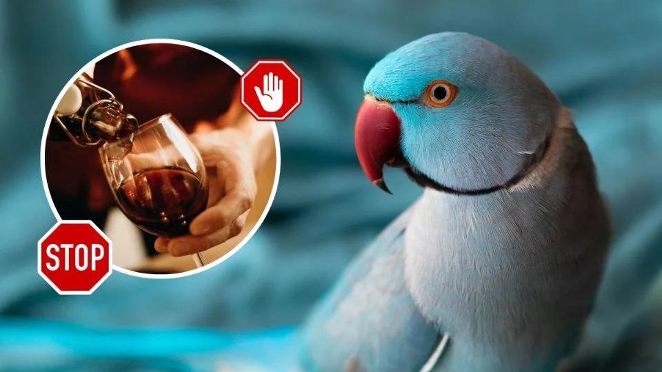 Cómo hacer hablar a un loro con vino - Por qué le dan vino a los loros como hacer hablar a un loro con vino - Por qué le dan vino a los loros