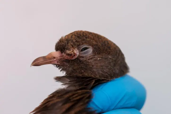 viruela en aves tratamiento casero - Por qué les da viruela a los pollos