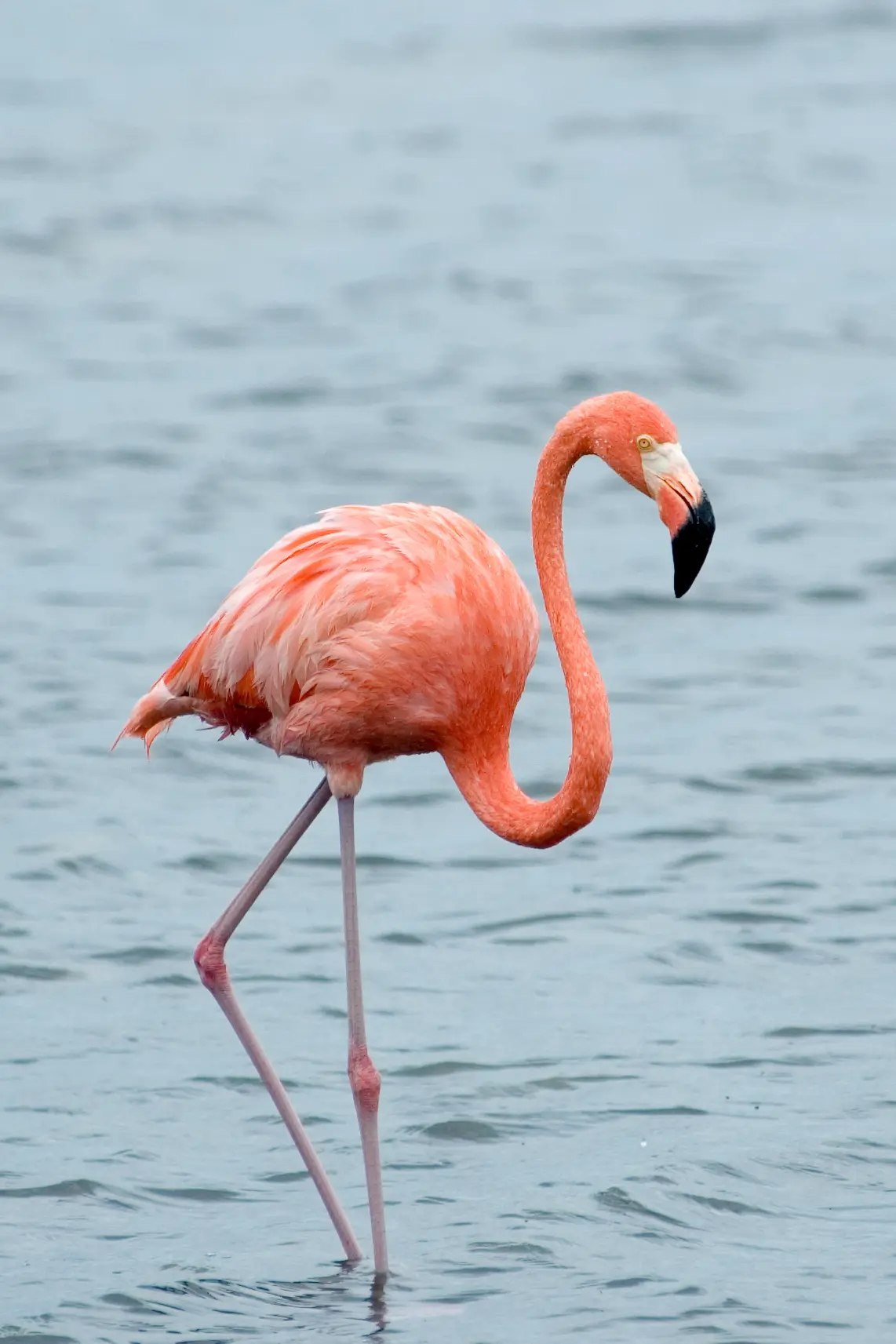 ave flamenco origen - Por qué los flamencos son rosados y naranjas