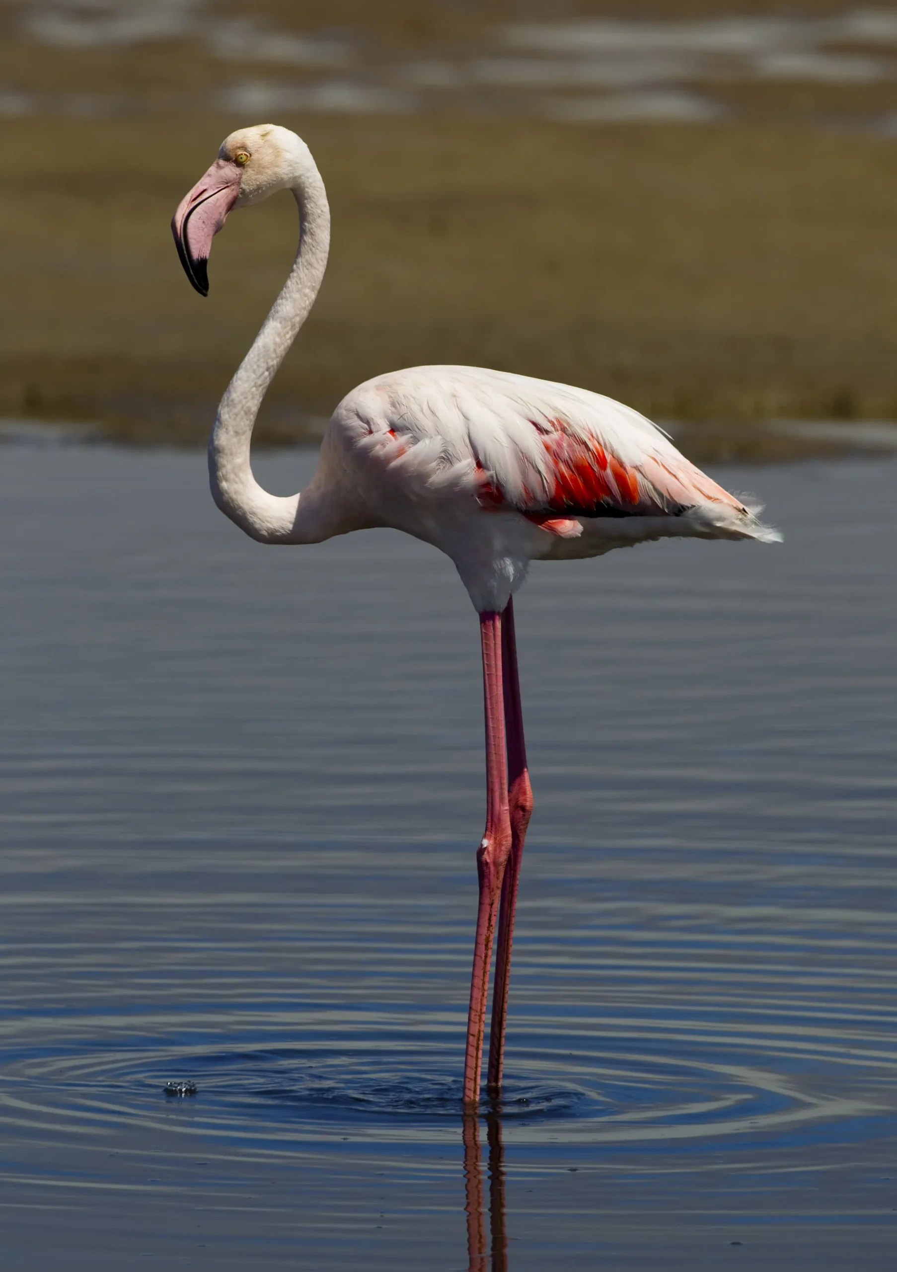 flamencos naranjas