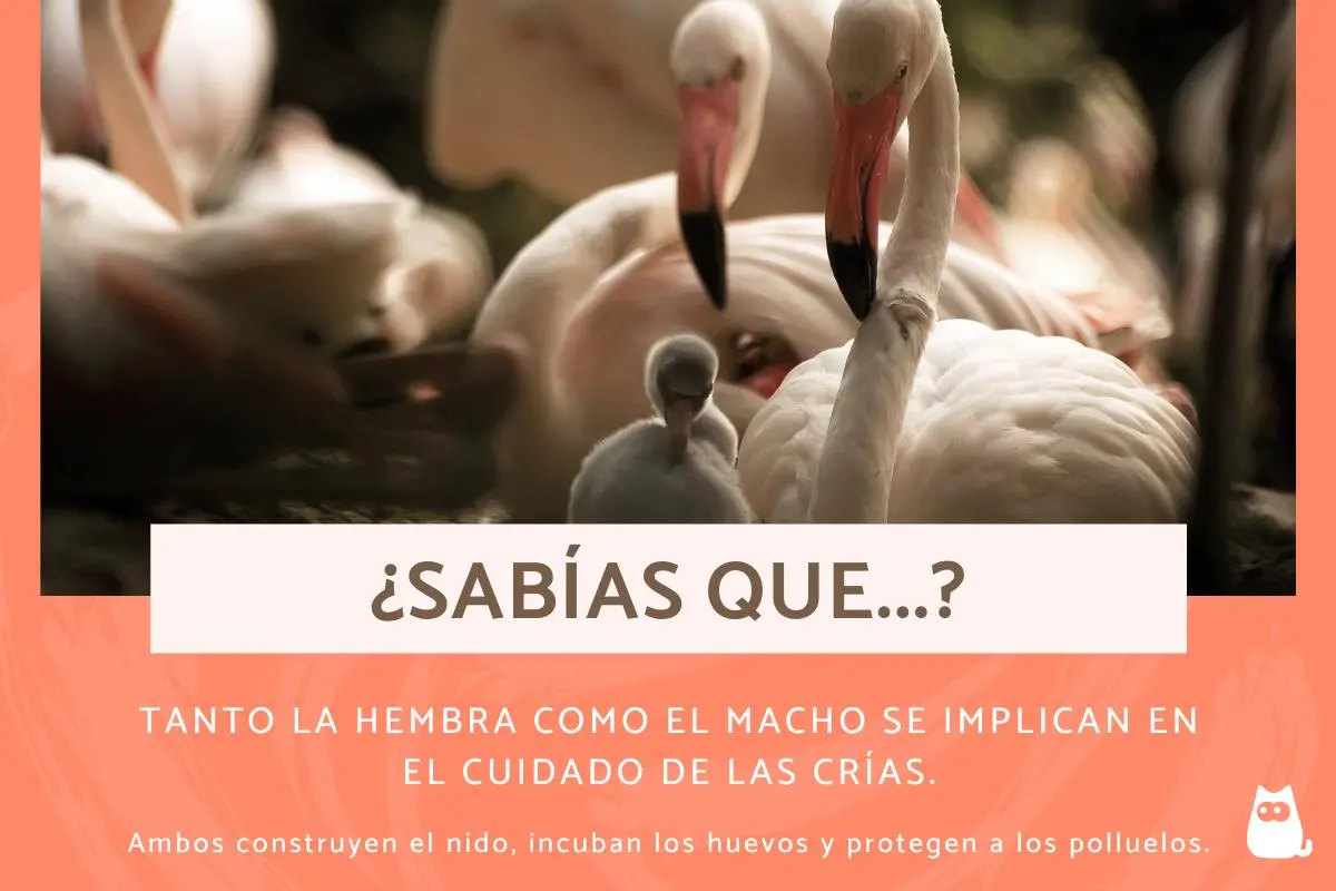 porque las aves se paran en una pata - Por qué los flamencos tienen las patas largas