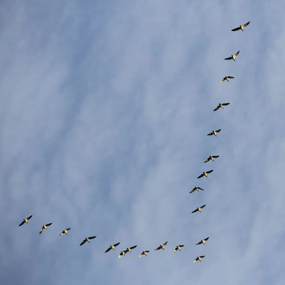Por qué las aves vuelan en forma de V - Por qué los gansos vuelan en forma de V porque las aves vuelan en forma de v - Por qué los gansos vuelan en forma de V