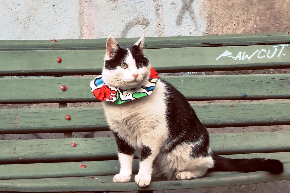 como proteger a los pajaros de los gatos - Por qué los gatos cazan pájaros