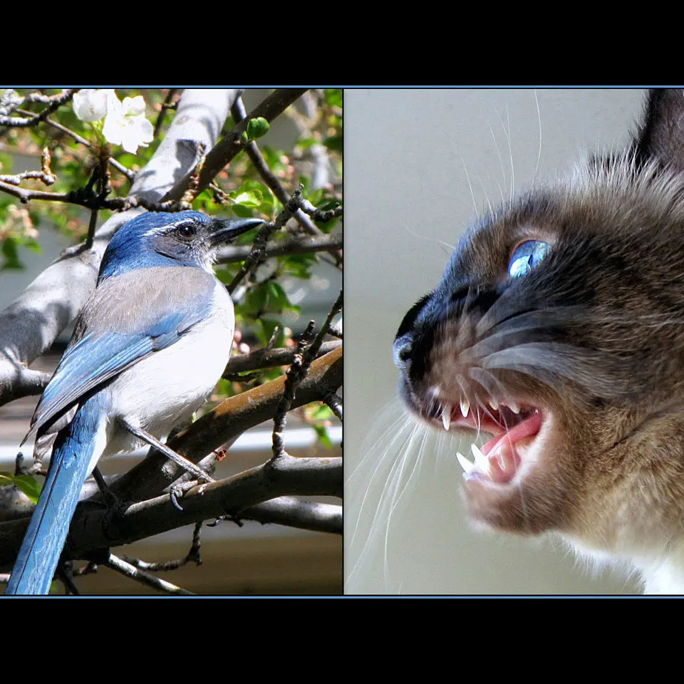 gatos hablando con pajaros - Por qué los gatos hacen ruido al ver pájaros