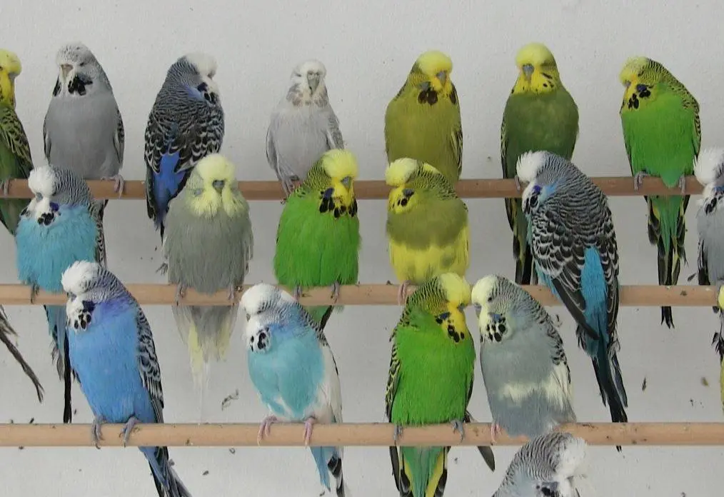 ¿Qué colores tienen los loros icaritos? - Por qué los loros son de diferentes colores que colores tienen los loros icaritos - Por qué los loros son de diferentes colores