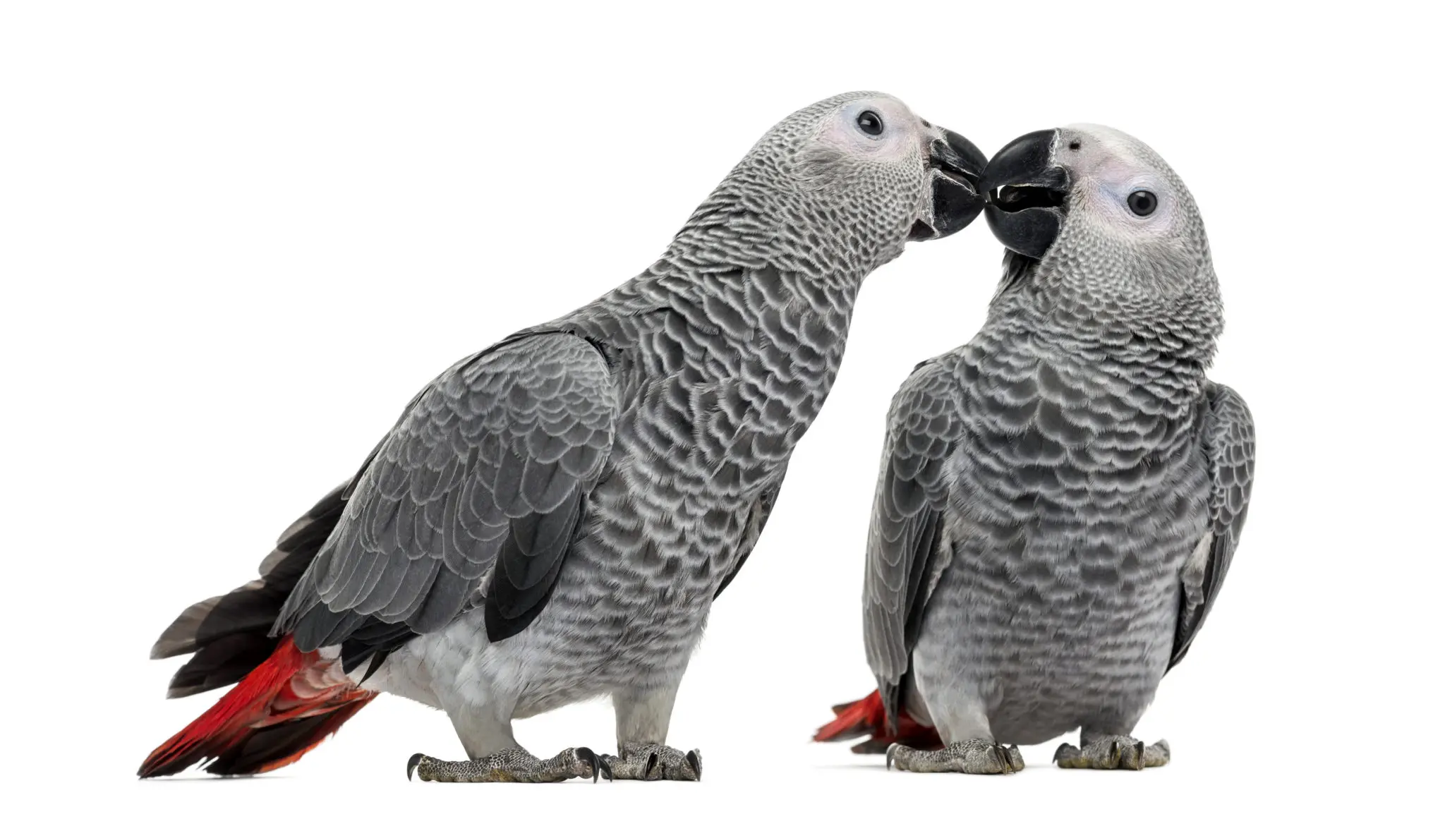 como funciona del matrimonio de los pajaros - Por qué los pájaros andan en pareja