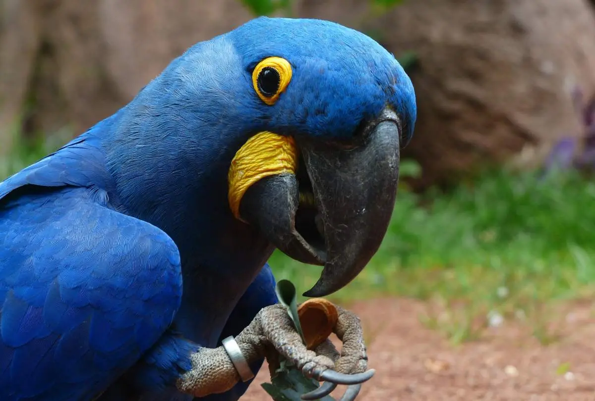 Por qué se le enferman los ojos a los loros - Por qué mi loro tiene un ojo hinchado xq se le enferman los ojos ah los loros - Por qué mi loro tiene un ojo hinchado