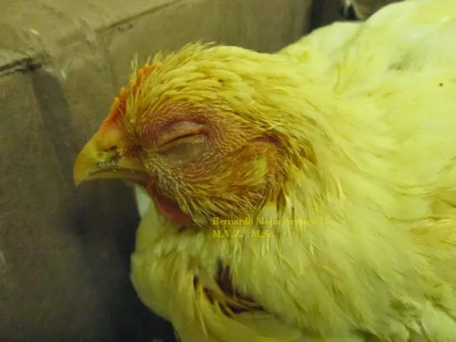 sindrome de cabeza hinchada en aves - Por qué mi pavo tiene la cara hinchada