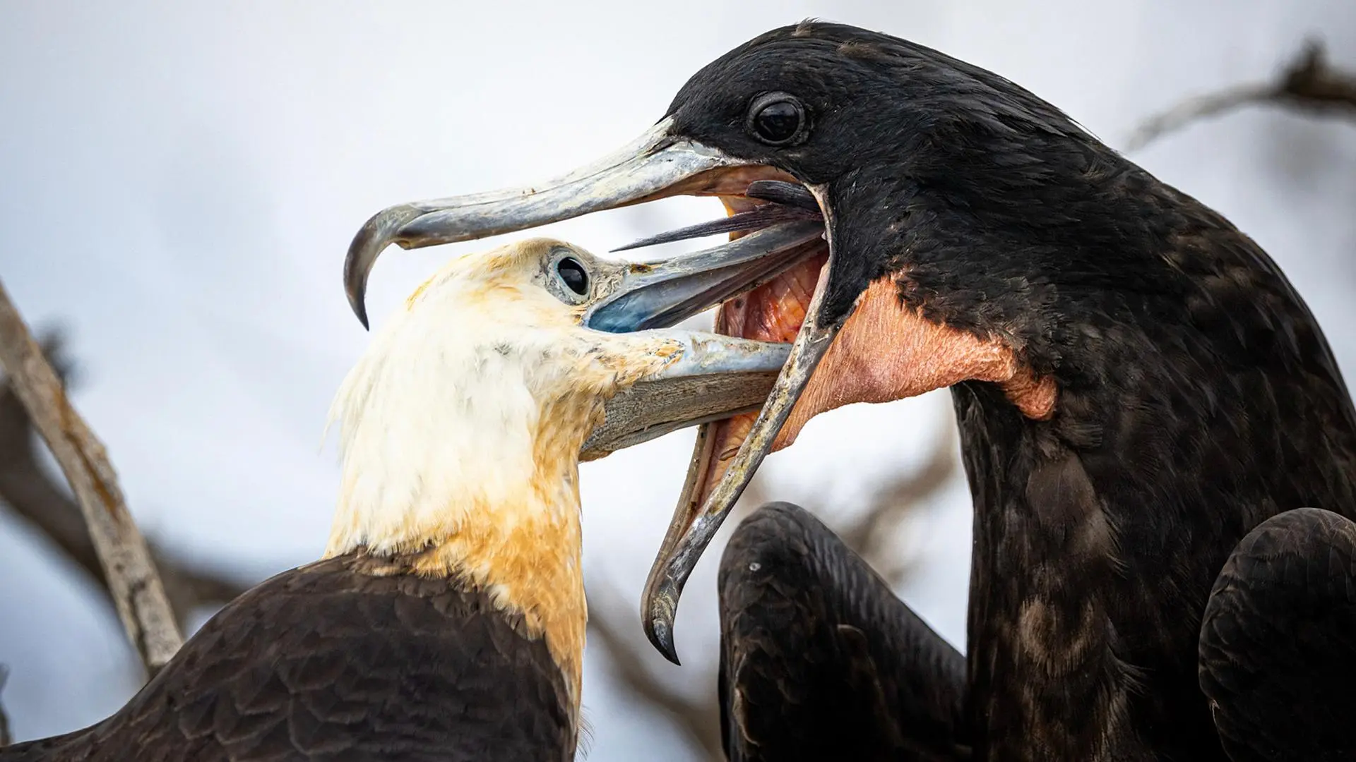 porque regurgitan las aves - Por qué mi periquito regurgita mucho