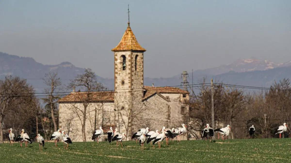 las cigueñas son aves migratorias - Por qué migran las cigüeñas