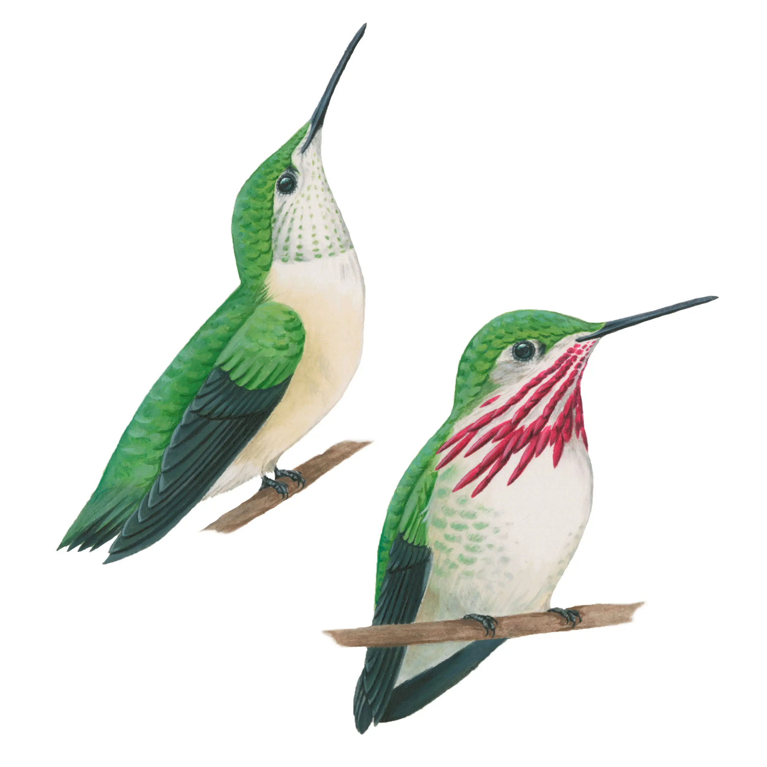 el colibri es un ave migratoria - Por qué Migrán los colibríes