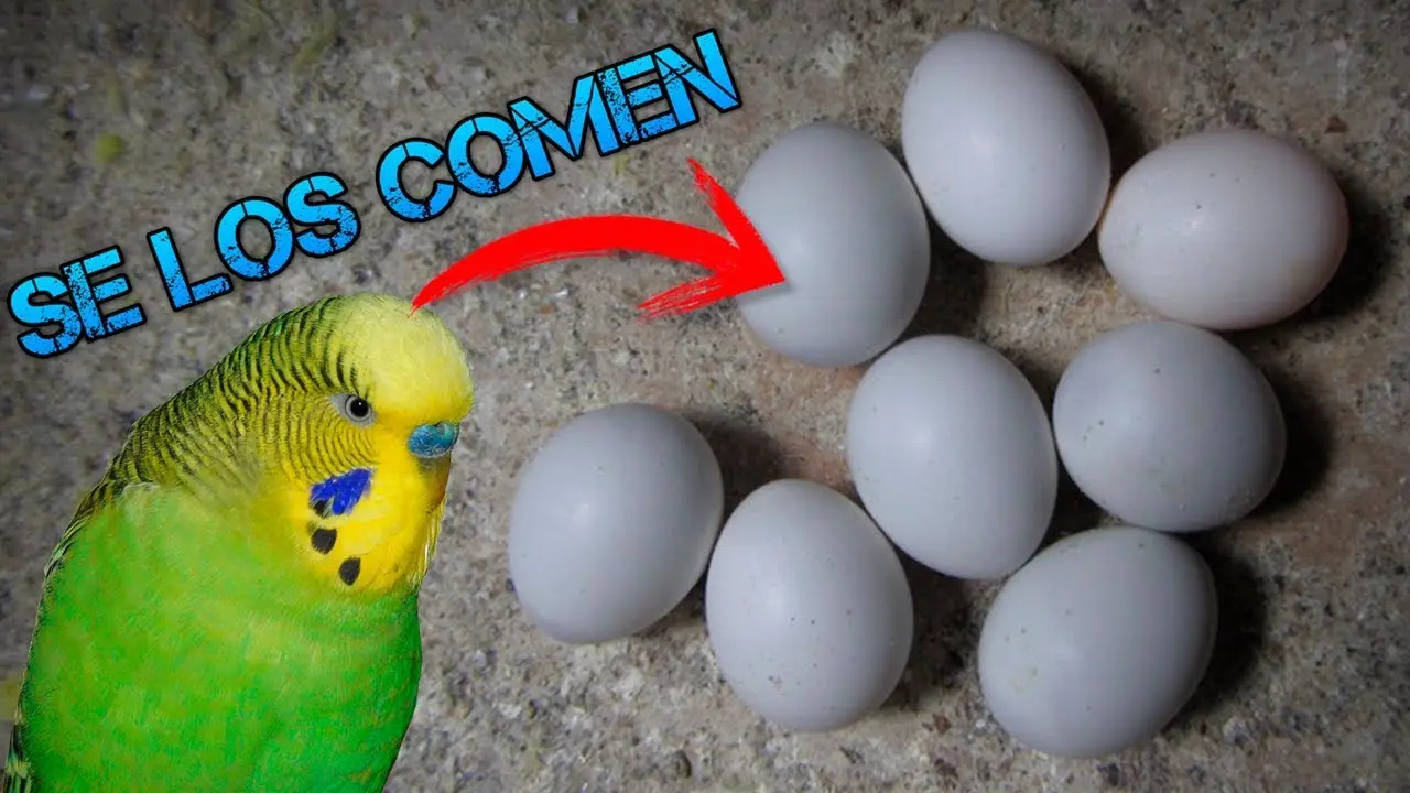 huevos de pajaros australianos - Por qué mis periquitos tiran los huevos del nido