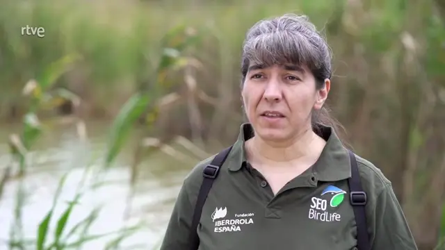 las cigueñas son aves migratorias - Por qué no emigran las cigüeñas