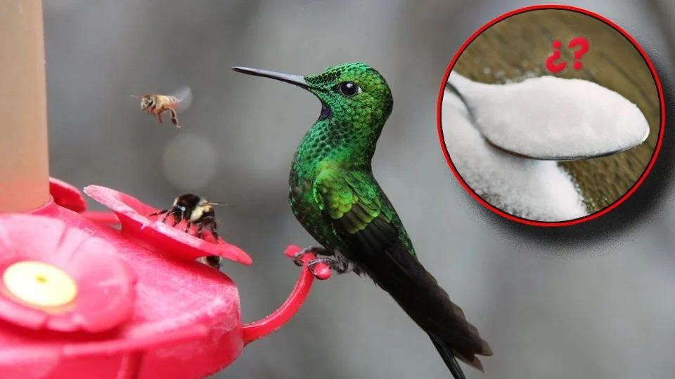 agua con azucar aves - Por qué no hay que darle agua con azúcar a los colibríes