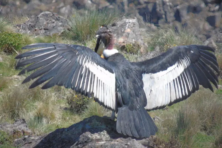 ave andina en peligro de extincion - Por qué se caza al cóndor