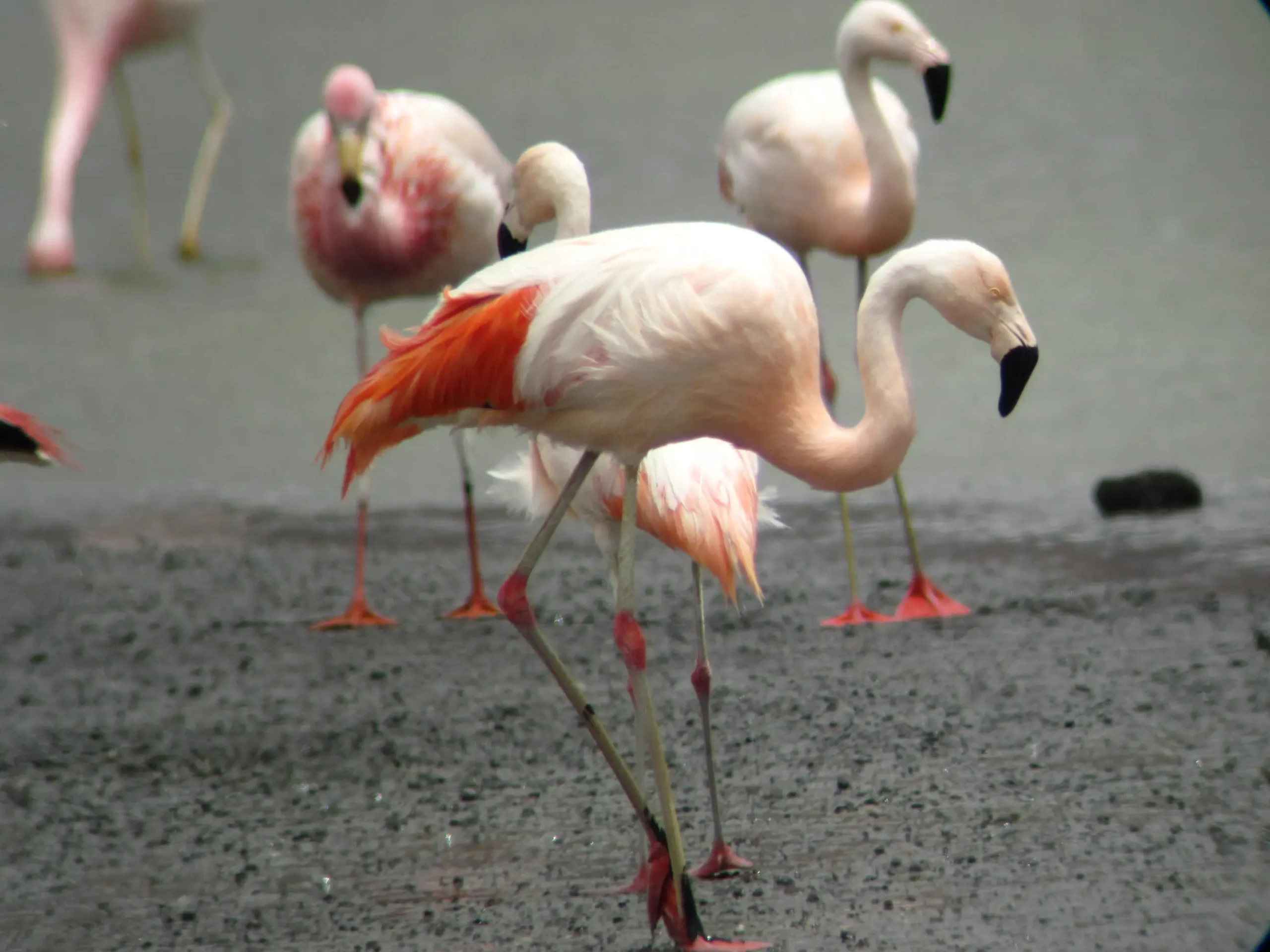 flamenco aves de chile - Por qué se dice que los flamencos chilenos son una especie vulnerable