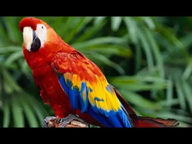 informacion sobre loro guacamayo en peligro de extincion - Por qué se está extinguiendo el guacamayo rojo