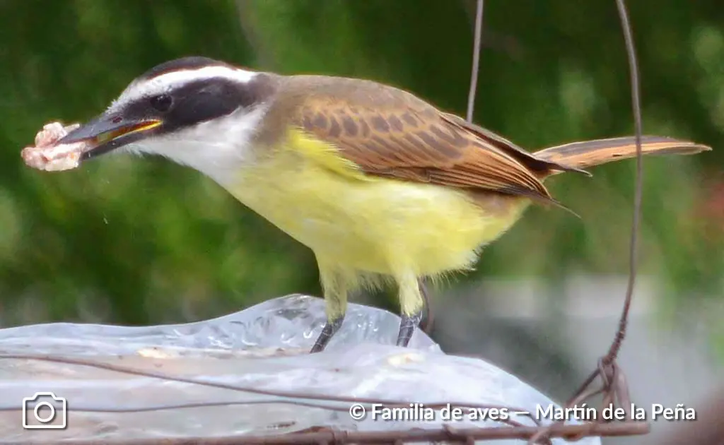 aves alimento bienteveo - Por qué se llama Luis Bienteveo