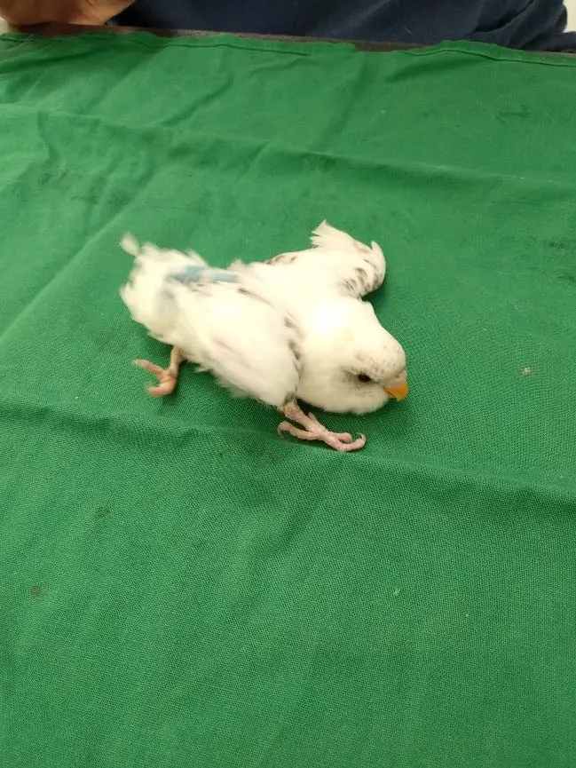 Loro con las patas torcidas: causas y soluciones - Por qué se tuercen las patas de los pavos loro con las patas torcidas - Por qué se tuercen las patas de los pavos